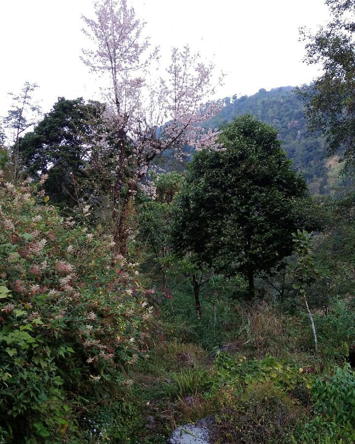 Enchanted Forest Farmstay กังต็อก ภายนอก รูปภาพ